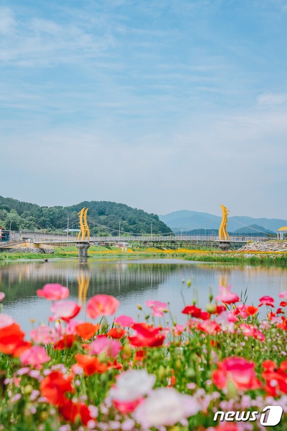 전남 장성 '황룡강 (洪)길동무 꽃길축제' © News1
