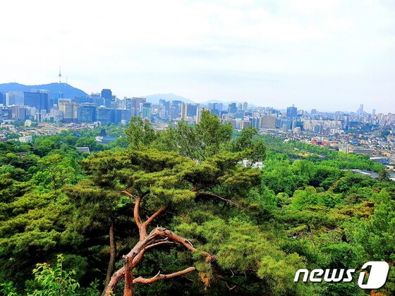 청와대 경내 산등성이의 산책로에서 바라본 ‘낙락장송 위 서울풍경’ © 뉴스1