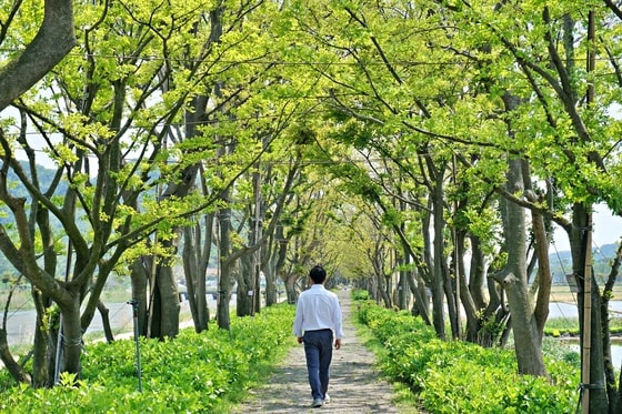 수국이 피기 전, 팽나무 10리길 풍경(한국관광공사 제공)© News1