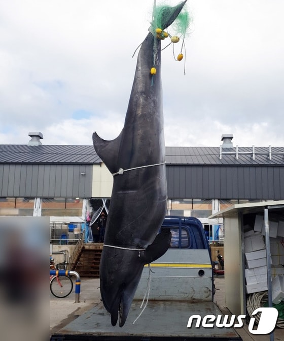속초해양경찰서는 16일 오전 강원 강릉시 주문진항 동방 약 129km 해상에서 한 어선이 그물에 걸려 죽어있는 고래를 잡아 신고했다고 밝혔다. 혼획된 큰돌고래(길이 약 291cm, 둘레 약 135cm, 무게 약 500kg)는 작살 등 불법어구에 의한 포획 흔적은 발견되지 않았으며, 국립수산과학원 고래연구센터에 문의한 결과 해양보호생물종에 해당되어 고래연구센터에서 연구목적으로 기증될 예정이다. (속초해양경찰서 제공) 2022.6.16/뉴스1