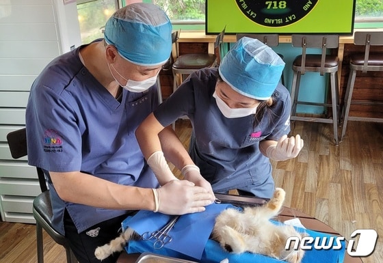 인천시수의사회 봉사단은 26일 영흥도 '고양이역 카페'에서 수의료 봉사를 진행했다.(수의사회 제공) © 뉴스1