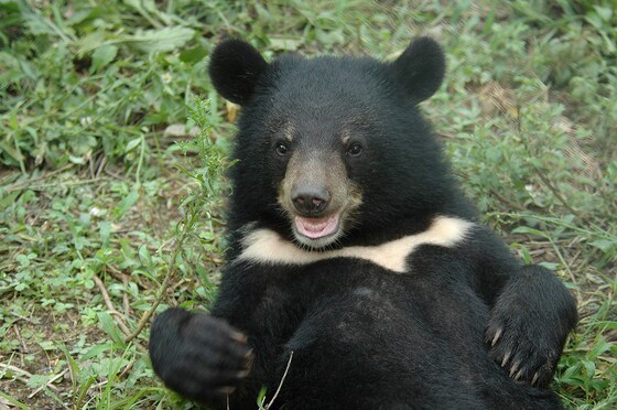 반달가슴곰 (국립공원공단 제공)© 뉴스1