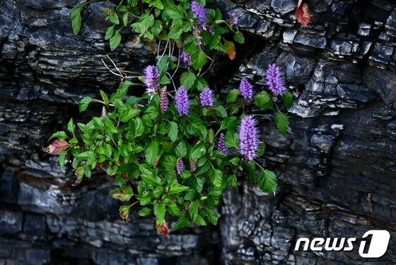 변산향유. 세계에서 오직 이 지역에서만 자라는 한국특산종이다. 사진 소순구 © 뉴스1