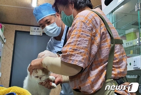 고양이역 카페 고양이들을 위해 예방접종을 하고 있는 오보현 인천시수의사회 봉사단 '야나' 단장 © 뉴스1 최서윤 기자