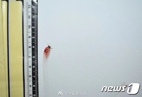 도둑은 모기 사체에서 나온 핏자국으로 잡혔다. (웨이보 갈무리) © 뉴스1