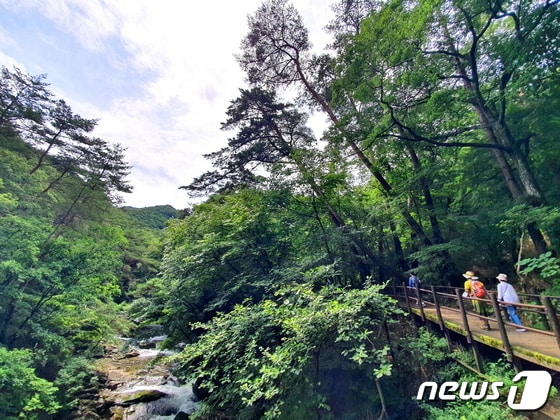 황장목숲길. 구룡계곡 옆 탐방로에 황장목-금강소나무가 늘씬하게 휘어져 자란다 © 뉴스1