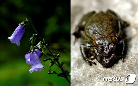 치악산의 깃대종인 금강초롱과 물두꺼비. 금강초롱은 우리나라에서만 자라는 고유종이지만, 학명에 일본인 이름과 아시아만 들어있어 꽃에게 미안하다. 사진 김정순 © 뉴스1