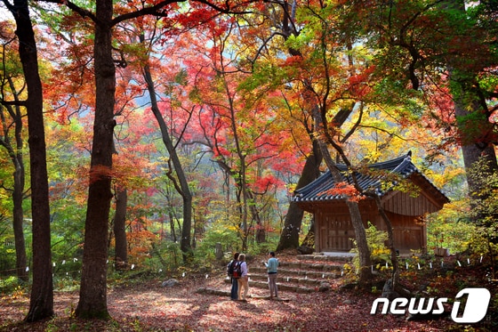 치악산 성황림의 가을. 사진 박윤준, 국립공원공단 © 뉴스1