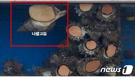 수족관 내 소라와 섞여 있는 나팔고둥(해양수산부 제공)© 뉴스1