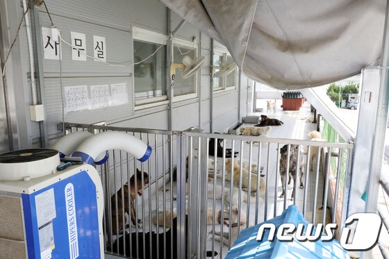 24일 오후 광주 북구 본촌동 광주동물보호소에서 보호 중인 동물들이 휴식을 취하고 있다. 2022.7.24/뉴스1 © News1 이승현 수습기자