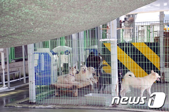 24일 오후 광주 북구 본촌동 광주동물보호소에서 보호 중인 동물들이 휴식을 취하고 있다. 2022.7.24/뉴스1 © News1 이승현 수습기자