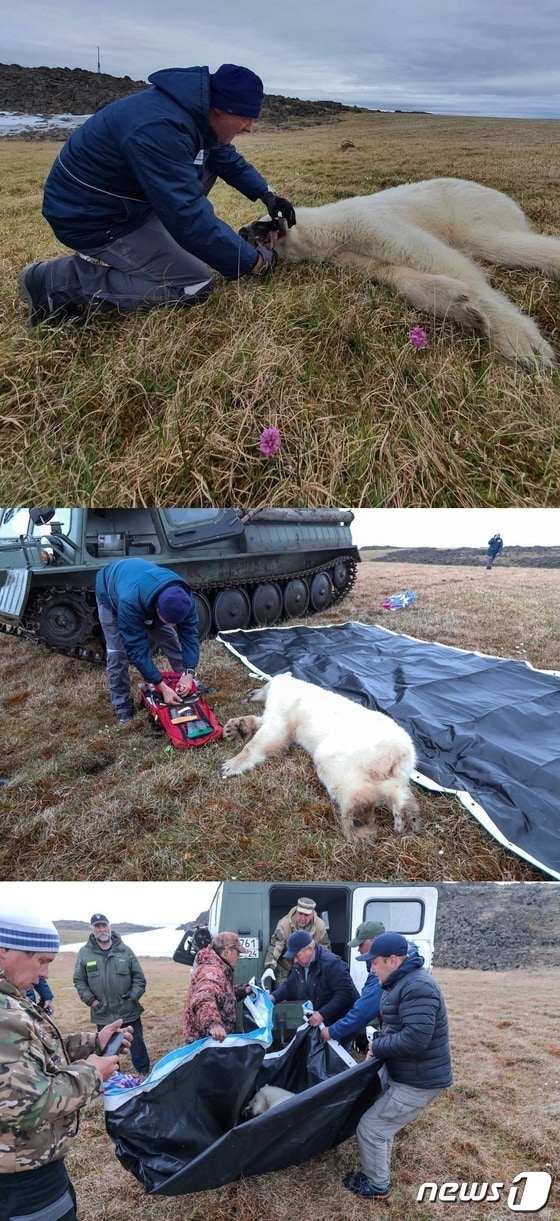 모스크바에서 파견된 수의사들이 곰을 구조한 후 치료해 주었다.(시베리안 타임스 트위터 갈무리) © 뉴스1