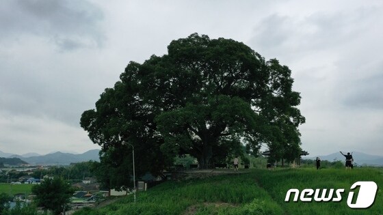 ENA채널 드라마 '이상한 변호사 우영우' 7~8화 소재로 다뤄진 '소덕동 팽나무'. 실제 나무는 창원시 의창구 대산면 북부리에 있으며, 2015년 보호수로 지정됐다. © 뉴스1