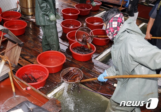 오징어가 유통되는 신진항 위판장 모습. © 뉴스1