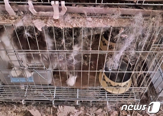 서울의 한 다세대주택에 고양이들이 방치돼 있다. © 뉴스1 최서윤 기자