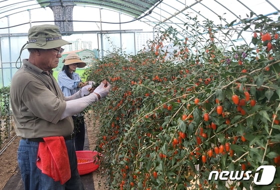 국내 최대 구기자 생산지 청양에서는 여름철 구기자 수확이 한창이다.(청양군 제공)    © 뉴스1