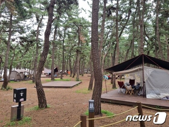 광복절이자 연휴 마지막날인 15일 강원 강릉 솔향기 캠핑장에 캠핑 텐트가 설치돼 있다.2022.8.15/뉴스1 윤왕근 기자