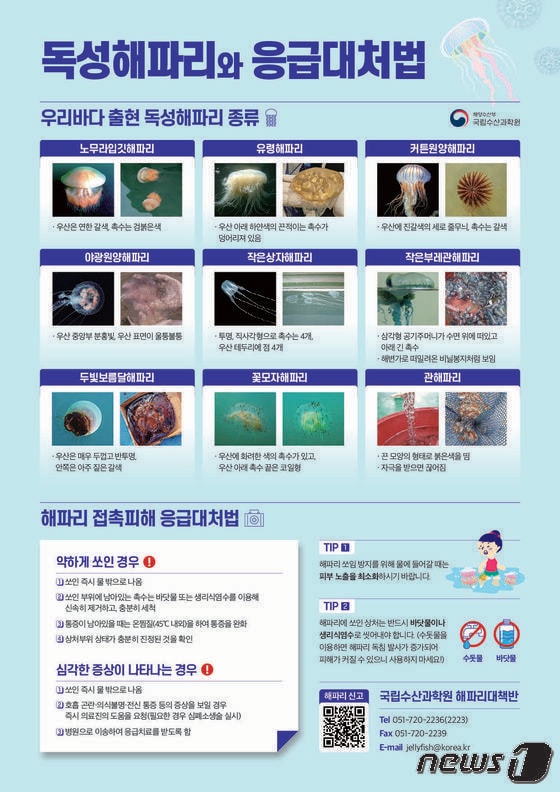 독성해파리 종류와 응급대처법.(국립수산과학원 제공)© 뉴스1