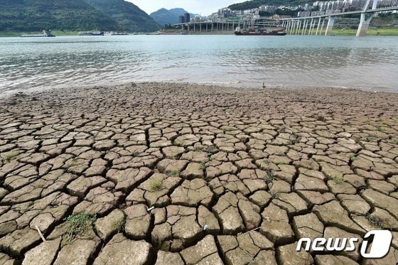 16일 (현지시간) 중국 충칭의 양쯔강이 극심한 가뭄으로 갈라진 바닥을 드러내고 있다. © AFP=뉴스1 © News1 우동명 기자