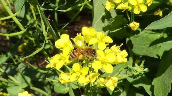순무꽃에서 꽃가루를 모으고 있는 꿀벌.  사진=위키피디아