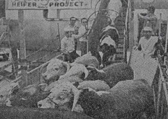미군 수송기에서 내려오는 황소와 젖소들. 수송기에 '헤퍼 프로젝트'라고 쓰인 게 보인다.  사진=헤퍼코리아
