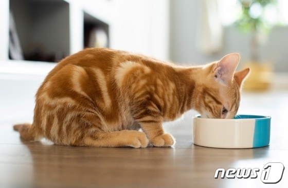 사료 먹는 고양이(이미지투데이)