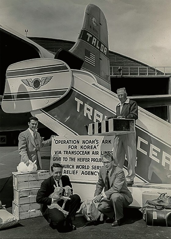 1954년 4월 미국 오클랜드에서 헤퍼인터내셔널 관계자들이 한국으로 보낼 꿀벌 통(오른쪽 위 남성이 든 상자)과 염소, 토끼를 안고 수송기 앞에서 기념촬영을 하고 있다. '한국을 위한 노아의 방주 작전'이라는 안내판이 보인다. 사진=헤퍼코리아