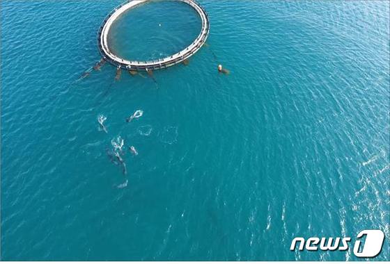 2015년 태산이, 복순이의 해상 가두리 훈련 중 야생 돌고래 무리와 접촉·교감(해양수산부 제공)© 뉴스1