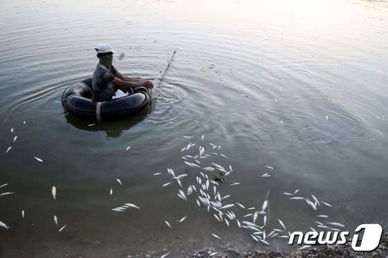 시리아 하마주 티그리스강에서 한 남성이 죽은 물고기가 떠다니는 가운데 그물을 당기고 있다. 이 강엔 인근 설탕공장에서 사용된 후 버려진 화학물질이 가득한 것으로 알려졌다. 2022.07.03 © AFP=뉴스1 © News1 김예원 기자