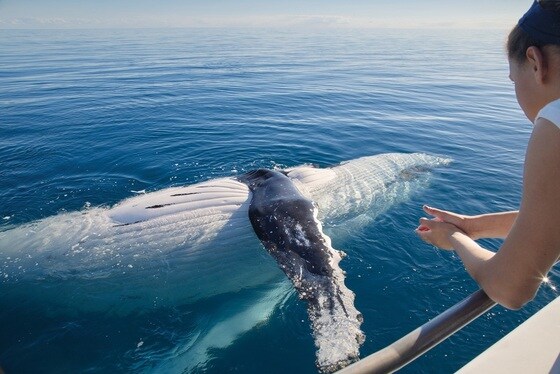 호주 퀸즐랜드주 남동쪽에 자리한 허비 베이의 고래 관측 투어(퀸즈랜드주 관광청 제공)© 뉴스1