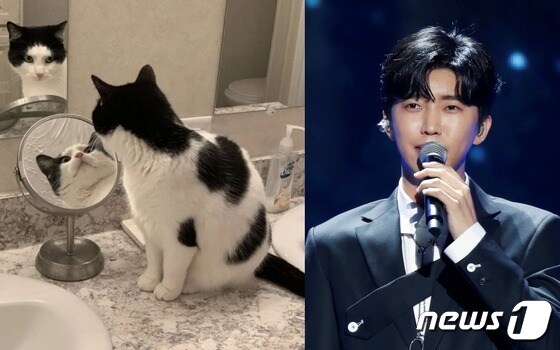 임영웅 인스타그램 게시물에 올라온 고양이 사진(왼쪽)과 임영웅 뉴스1 자료사진 © 뉴스1