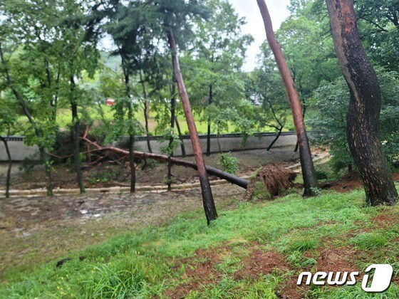 인릉과 궁정원 담장 주변에서 폭우로 쓰러진 나무. (문화재청 제공) © 뉴스1