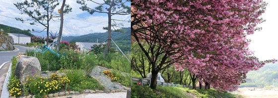 극단 큰들 산청마당극마을 꽃동네(왼쪽)와 산청군 오부면 지방도 1026호 도로변 벚나무(산청군 제공)