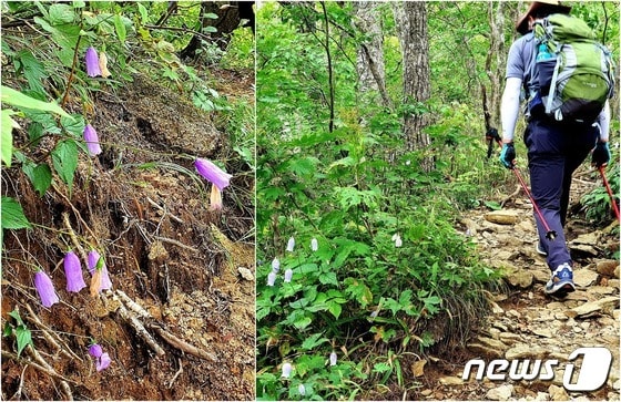금강초롱꽃 길. 한계령에서 서북능선까지 내내 길을 밝혀주는 ‘가장 한국적인 이름’의 야생화.