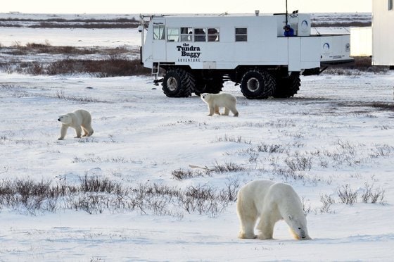 툰드라버기 북극곰 관찰(트래블 마니토바 제공)