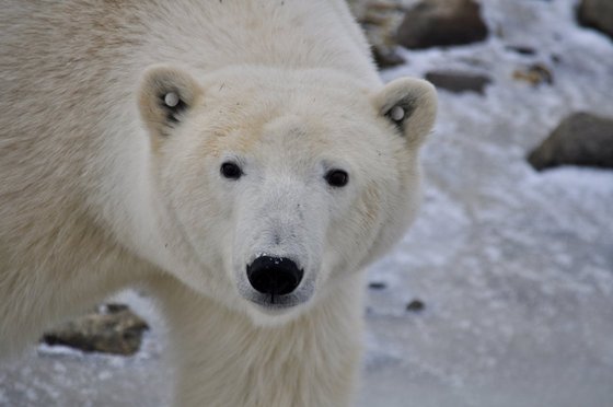 북극곰 관찰여행(트래블 마니토바 제공)