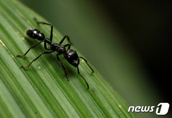 전 세계에서 가장 큰 개미종 중 하나인 총알개미의 모습. © 로이터=뉴스1 © News1 김민수 기자