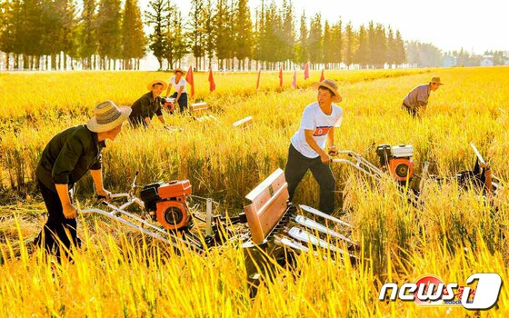 새 농기계로 가을걷이 시작한 농민들…