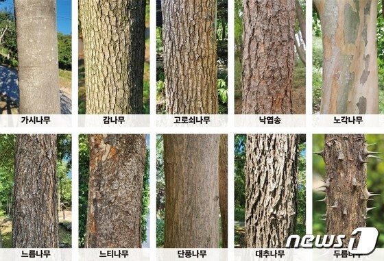 산림청 나무껍질 이미지 