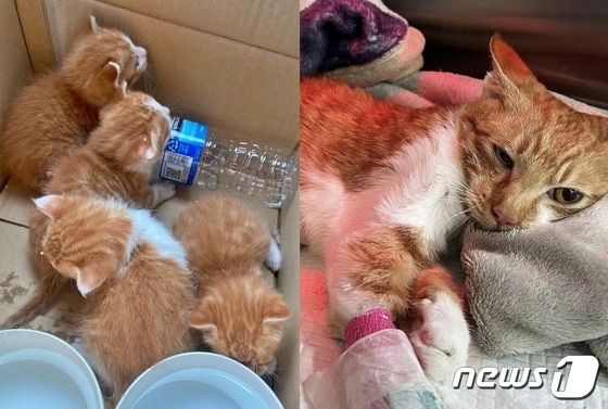 나비야사랑해에서 보호 중인 고양이. 구조 당시 노마와 현재 동물병원에서 치료를 받고 있는 노마의 모습(나비야사랑해 제공) /뉴스1