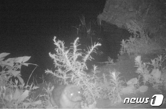 춘천 소양강댐 무인센터카메라에 촬영된 수달 한 마리.(한국수자원공사 강원지역협력단 제공) 2023.1.25/뉴스1