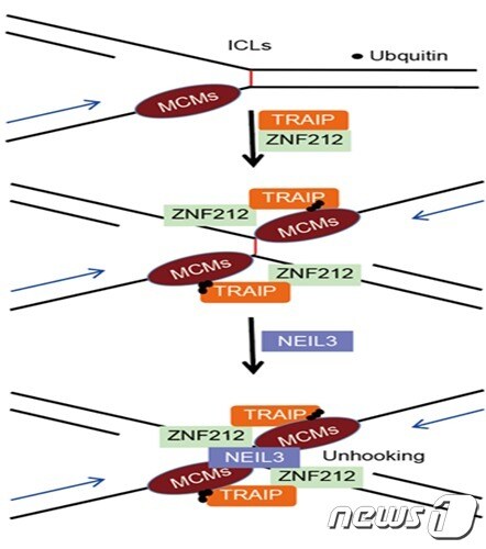 연구 모식도. ZNF212 단백질이 TRAIP 단백질과 함께 DNA 결속손상 부위로 이동하며 NEIL3 단백질의 모집을 촉진해 DNA 손상을 수복하고 유전체의 안정성을 유지한다. (UNIST 제공)