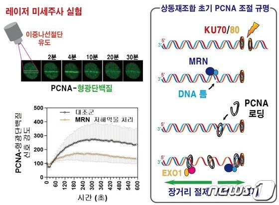 DNA 이중나선절단 부위 인접 DNA 틈에 결합하는 PCNA.(IBS 제공)/뉴스1