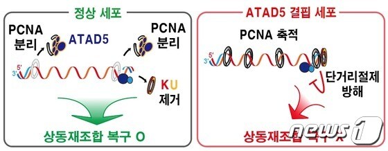 DNA 이중나선절단 부위에 남은 PCNA가 상동재조합 복구 결함을 일으키는 메커니즘.(IBS 제공)/뉴스1