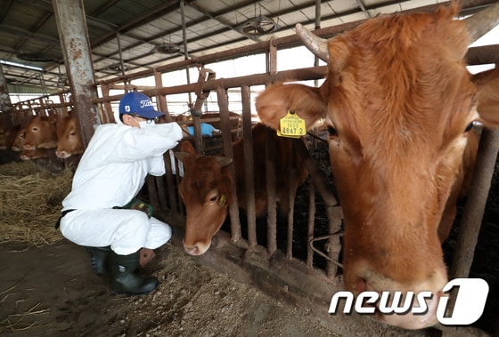 경남 창원시 의창구 대산면 한 축산 농가. 2023.11.1/뉴스1 © News1 윤일지 기자