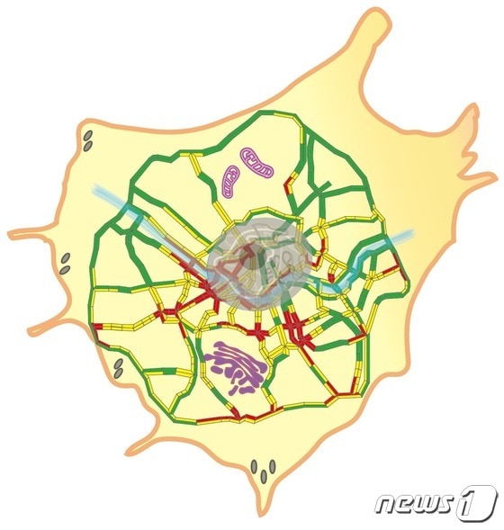 서울의 내부 및 외곽 도로망으로 표현한 세포 속 소포들의 트래픽 현상.(IBS 제공)/뉴스1