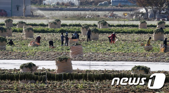 경북 고령군 개진면 들녘에서 농민과 외국인 계절근로자들이 단무지용 무를 수확하고 있다. 2023.11.21/뉴스1 © News1 공정식 기자