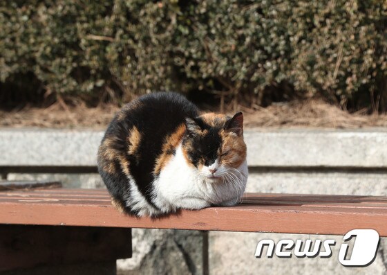 경기 의왕시의 한 거리에 길고양이가 양지바른 곳에 앉아 졸고 있다. 2023.11.29/뉴스1 © News1 김영운 기자