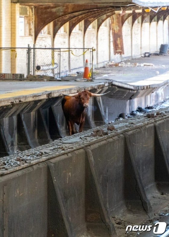 미국 뉴저지주의 한 지하철 역에 황소 한마리가 출몰했다. (엑스 갈무리) 