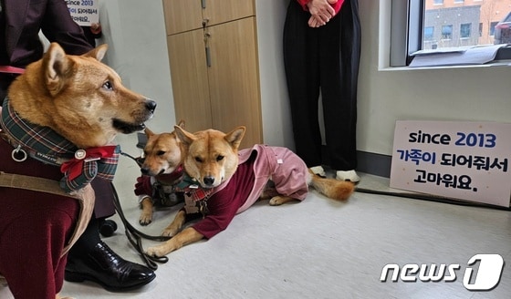 도우미견나눔센터에서 보호 받다가 새 가족을 만난 강아지들 © 뉴스1 최서윤 기자